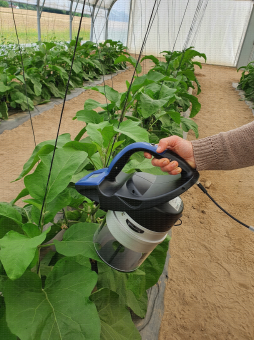 Mesure des indices de chlorophylle et d’azote sur feuille d’aubergine à l’aide d’un MULTIPLEX® RESEARCH, fluorimètre de terrain portable
